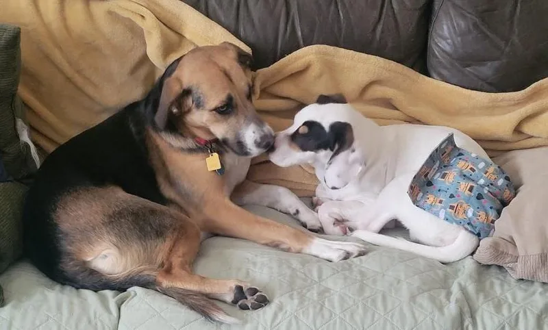 Andy Puppy thumbnail 6