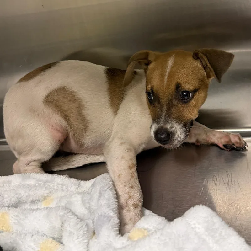 A baby small-sized female White / Cream Mixed Breed dog named Romi for adoption in Columbus, GA