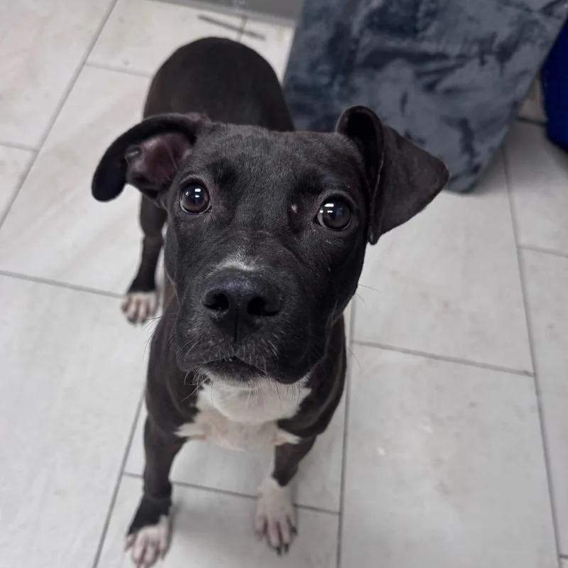 A baby small-sized female Black Mixed Breed dog named Tess for adoption in Lufkin, TX