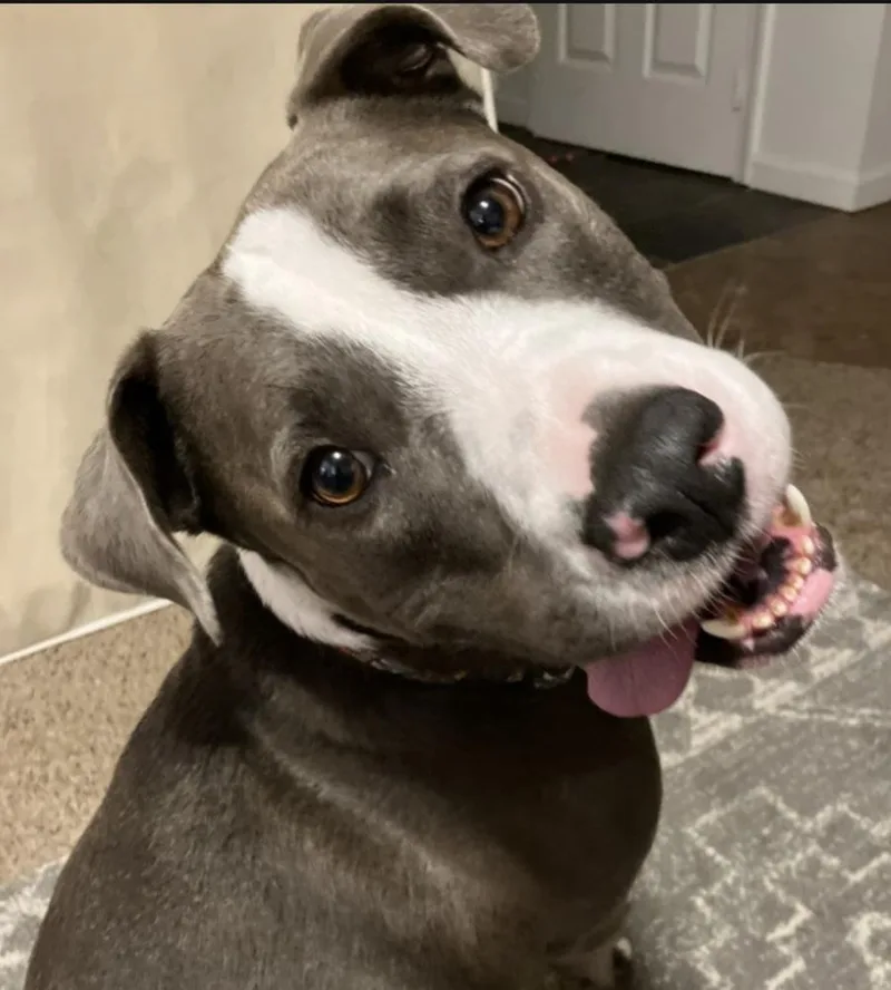 A senior large-sized male Pit Bull Terrier dog named Brad Pitt for adoption in Vancouver, WA