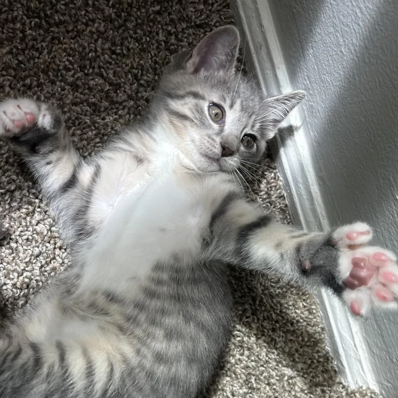 A baby small-sized female Domestic Short Hair cat named Phoenix for adoption in Portage, MI