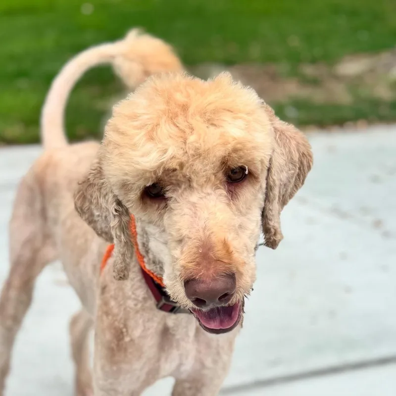 An adult medium-sized male Standard Poodle dog named Cabel City of Industry for adoption in Chino Hills, CA