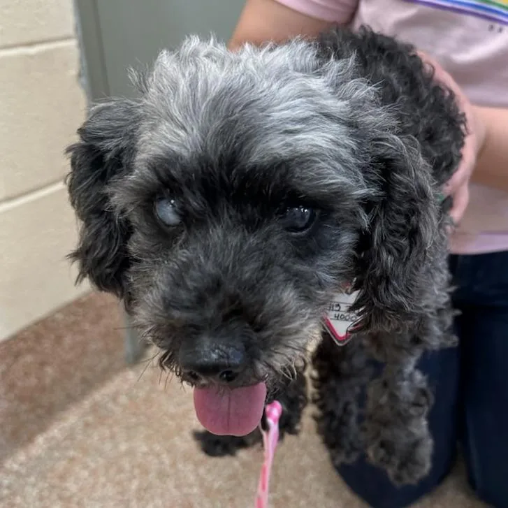 A senior small-sized female Black Miniature Poodle dog named Fatima for adoption in Springfield, MA