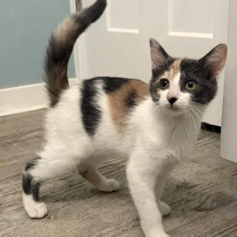 A baby small-sized female Calico Domestic Short Hair cat named Spritz C for adoption in Princeton, MN