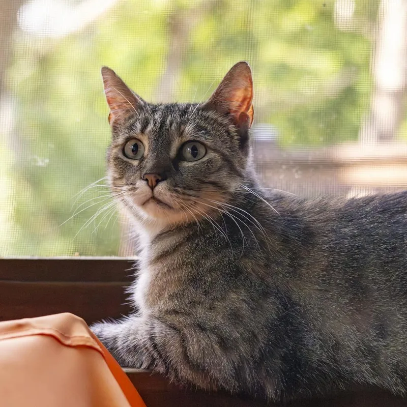 An adult medium-sized female Torbie Domestic Short Hair cat named Keke Palmer for adoption in Lone rock, WI