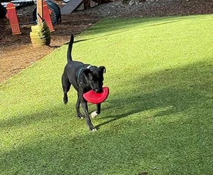An adult large-sized male Mixed Breed dog named Freddy for adoption in Sultan, WA