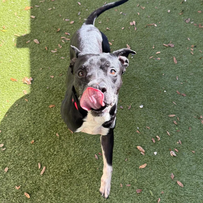 A senior large-sized male Black Mixed Breed dog named Rascal for adoption in Titusville, FL