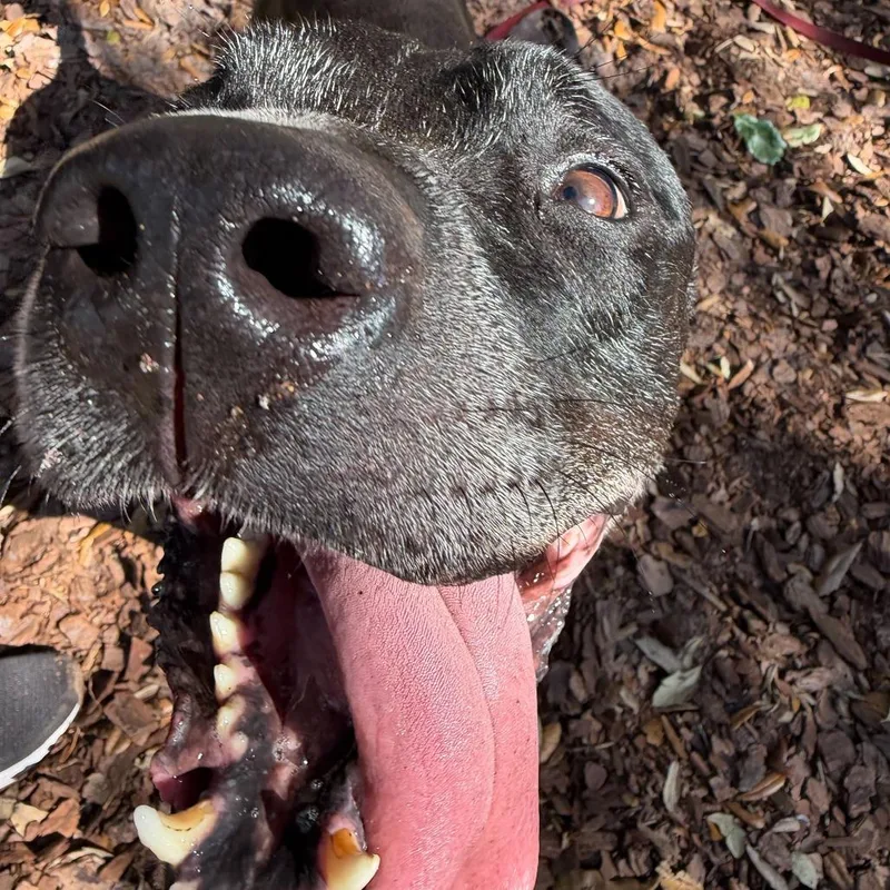 Rascal thumbnail 2