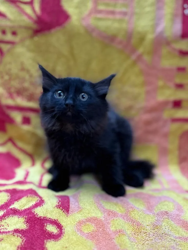 A baby medium-sized female Domestic Long Hair cat named Juliette for adoption in Vacaville, CA