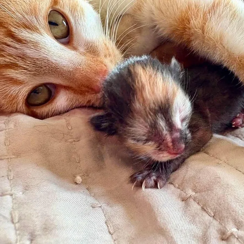A baby medium-sized female Orange / Red Domestic Short Hair cat named Saffron for adoption in Newport, TN