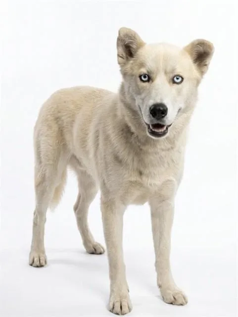 A young medium-sized male Siberian Husky dog named A for adoption in Baldwin Park, CA