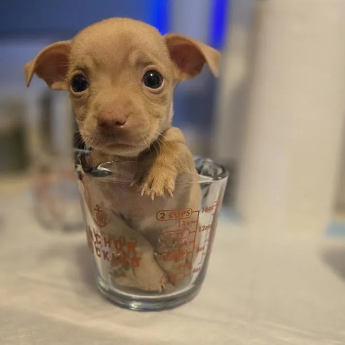 A baby small-sized male Chihuahua dog named Golden Graham for adoption in Raleigh, NC