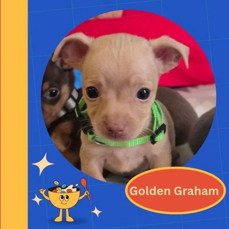 Golden Graham thumbnail 5