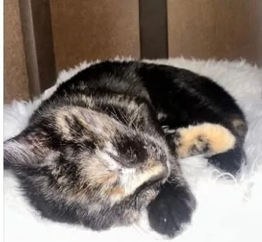 A baby small-sized female Tortoiseshell cat named Clara for adoption in Beckley, WV
