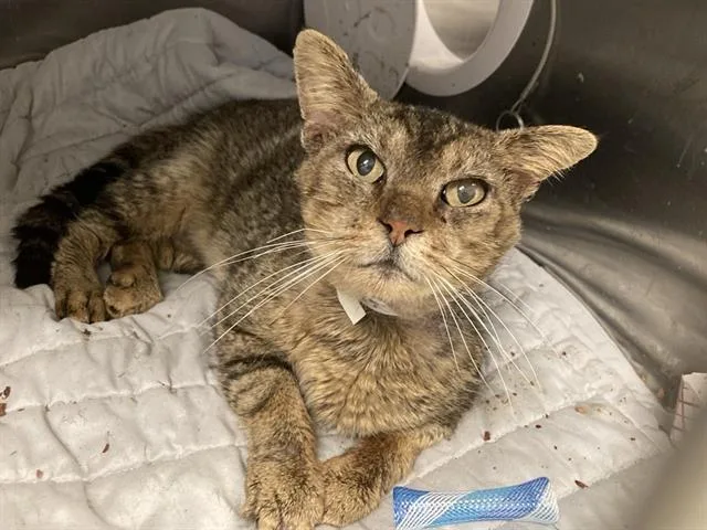 An adult small-sized male Domestic Short Hair cat named Nelson for adoption in Tustin, CA