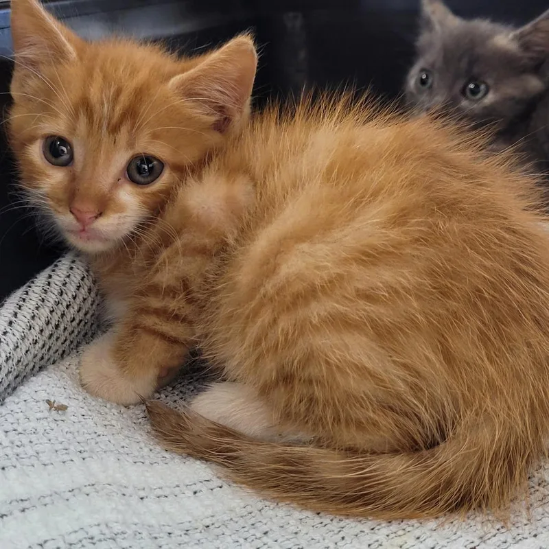 A baby small-sized female Orange / Red Domestic Short Hair cat named Sunny for adoption in Madisonville, TN