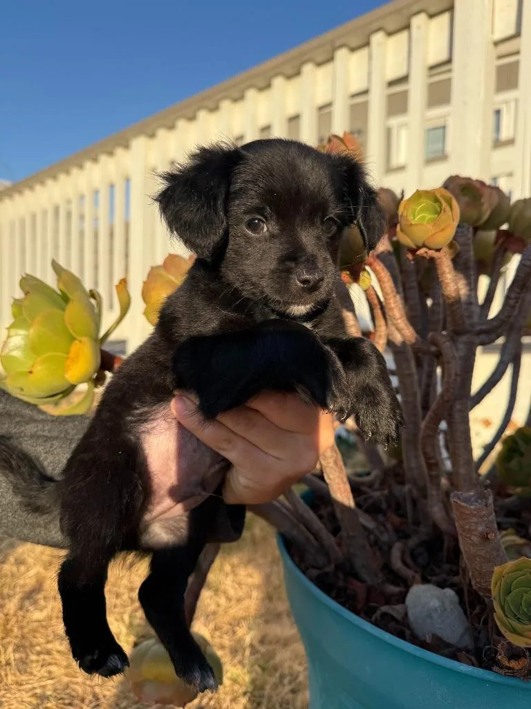 A baby small-sized male Chihuahua dog named Rumba for adoption in Vacaville, CA