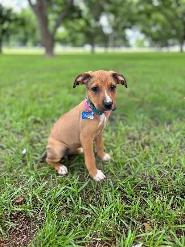 A baby small-sized female Tricolor (Brown, Black, & White) Boxer dog named Lauren Bacall for adoption in Aiken, SC