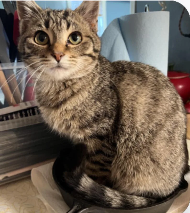 A baby small-sized male Tabby cat named Oakley for adoption in Johnson City, TN