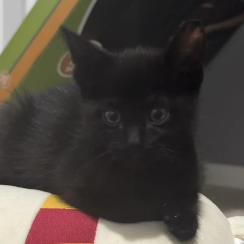 A baby small-sized male Black Domestic Short Hair cat named Cosmo Royster for adoption in Morrison, CO