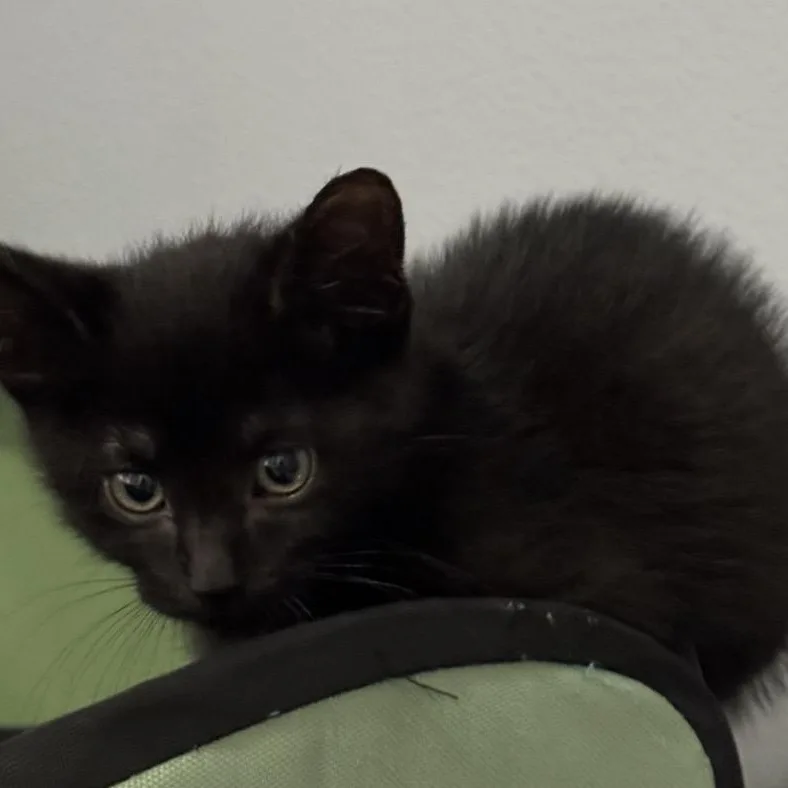 Cosmo Royster thumbnail 3