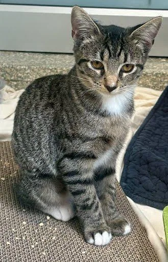 A baby small-sized female Domestic Short Hair cat named Tito for adoption in Washington, DC