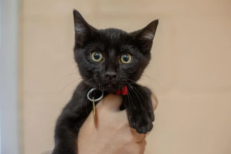 Mowgli