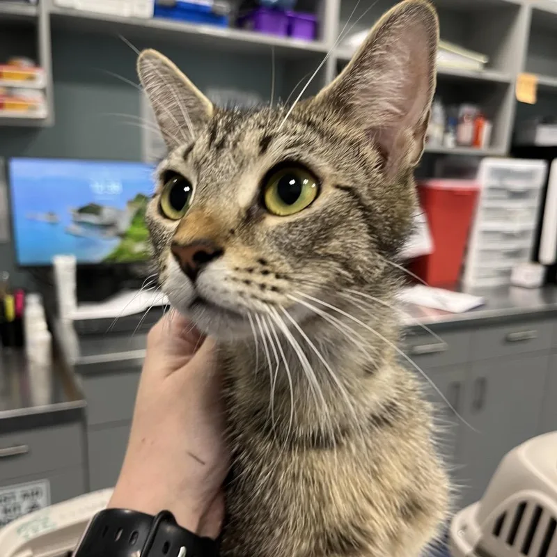 An adult medium-sized female Brown / Chocolate Domestic Short Hair cat named Whole Wheat for adoption in Greensboro, NC