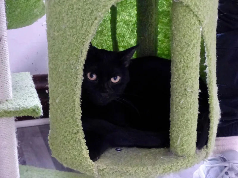 An adult medium-sized female Tabby cat named Beetle for adoption in Chicago, IL