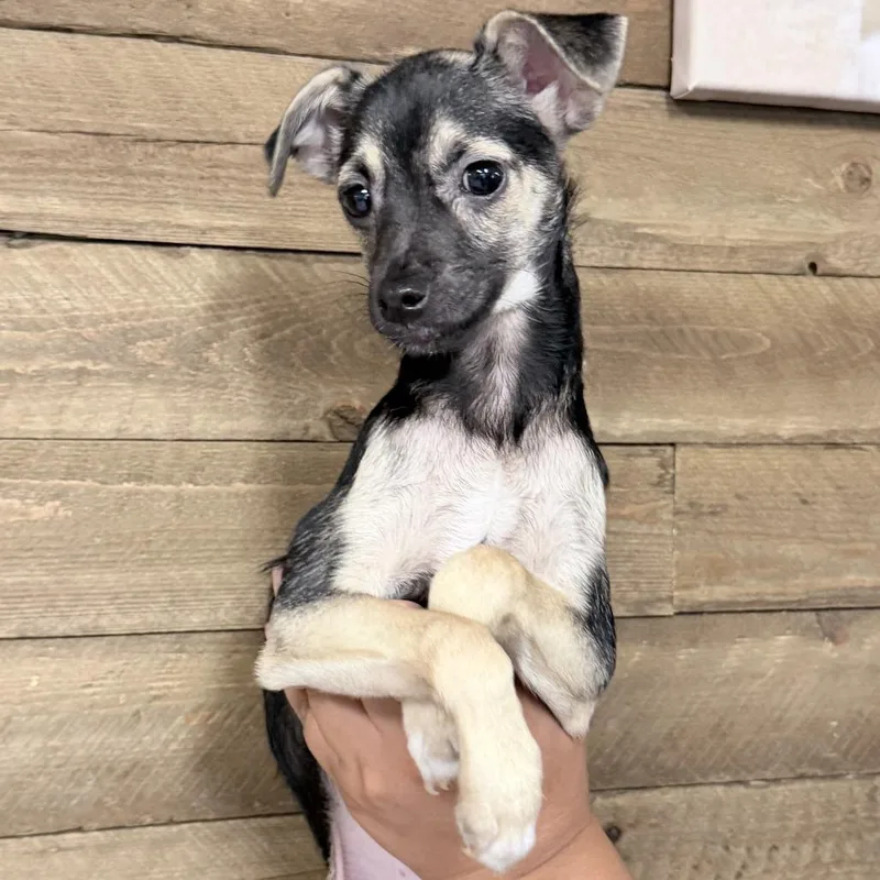 A baby small-sized male Black Mixed Breed dog named Bay for adoption in Medford, OR