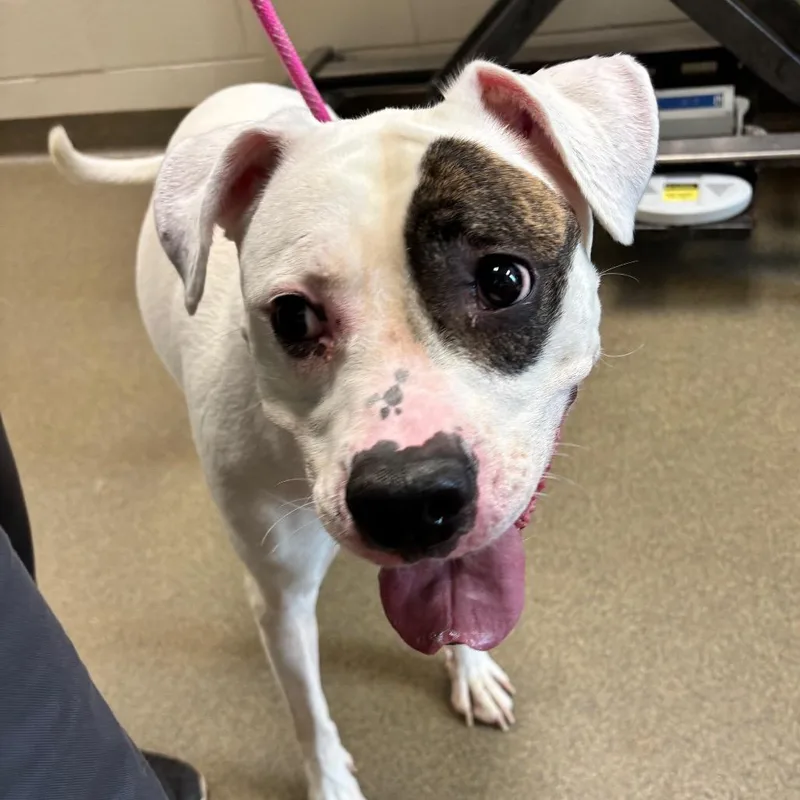 An adult large-sized female White / Cream Boxer dog named Sapphire for adoption in Council Bluffs, IA