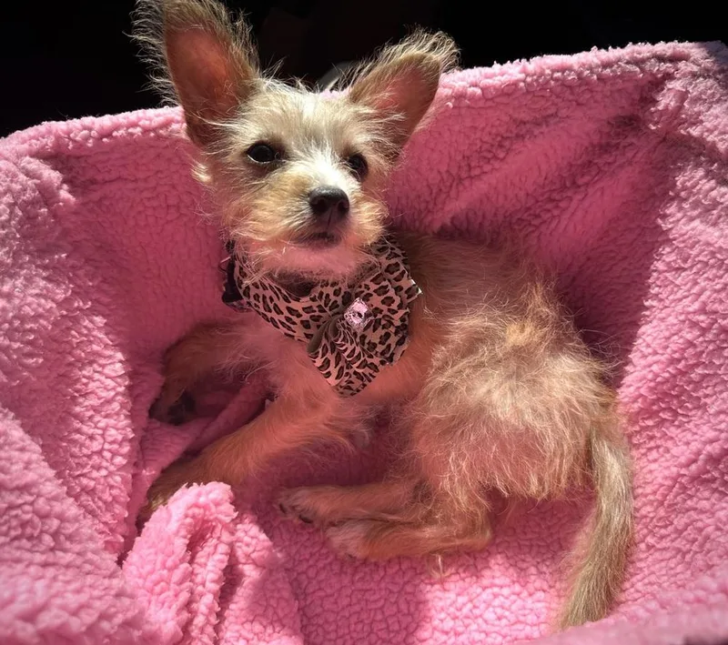 A baby small-sized female Brown / Chocolate Yorkshire Terrier dog named Riley aka puppy for adoption in los angeles, CA