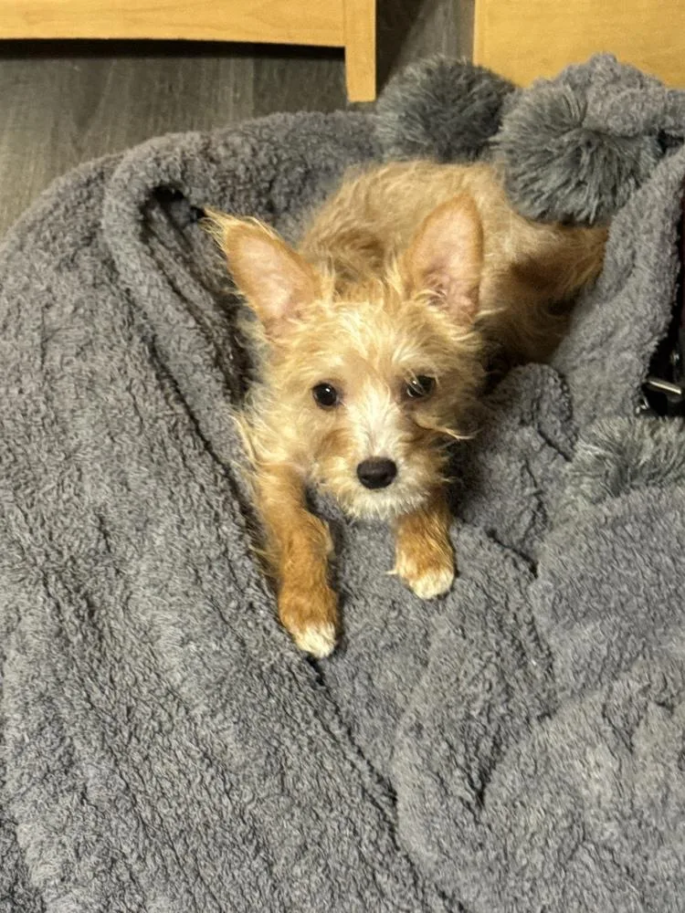 Riley aka puppy thumbnail 2