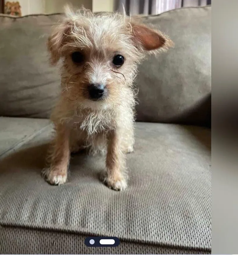 Riley aka puppy thumbnail 3