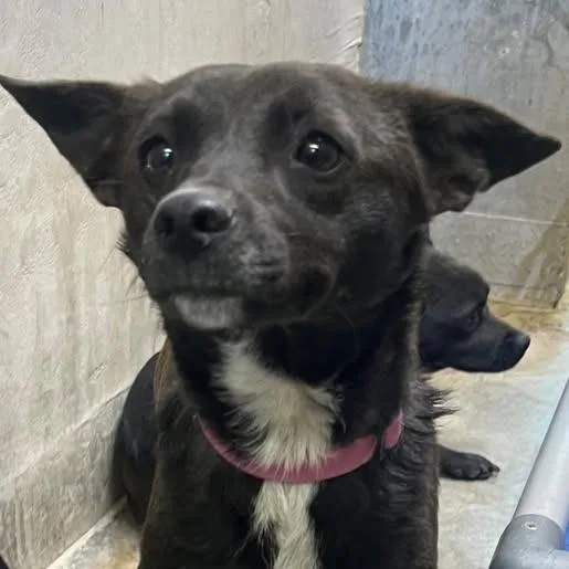An adult small-sized female Black Terrier dog named Chanel for adoption in Los Banos, CA