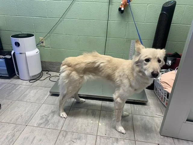 An adult large-sized female Siberian Husky dog named Bella for adoption in Grand Prairie, TX