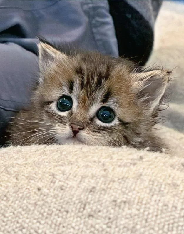 A baby small-sized male Domestic Medium Hair cat named Beanie for adoption in Hartsville, SC