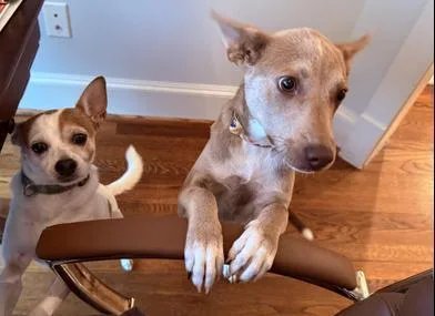 A baby medium-sized female Apricot / Beige Australian Cattle Dog / Blue Heeler dog named Charlotte for adoption in Liverpool, TX