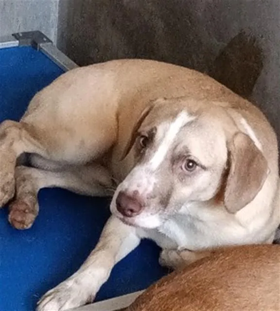 A young medium-sized male Pit Bull Terrier dog named Lucas for adoption in San Bernardino, CA