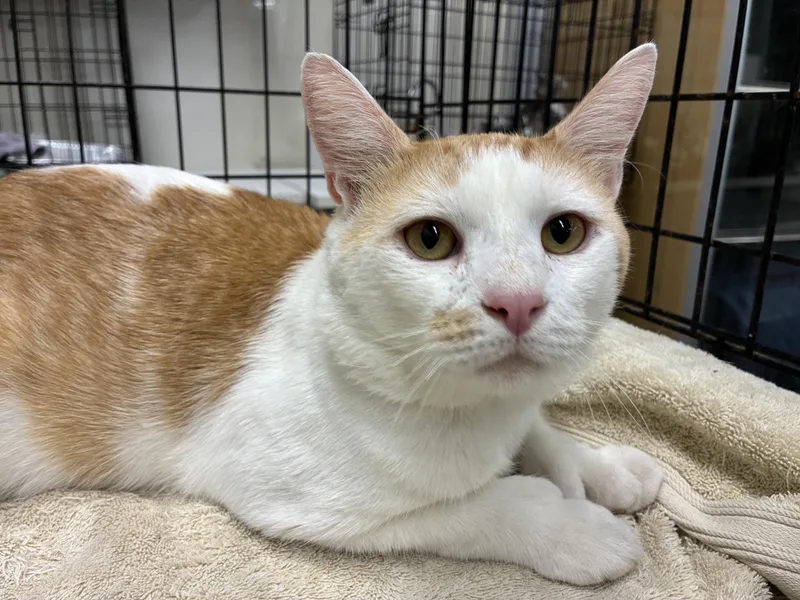 A young medium-sized male Orange & White Domestic Short Hair cat named Thumbs for adoption in Bridgeport, CT