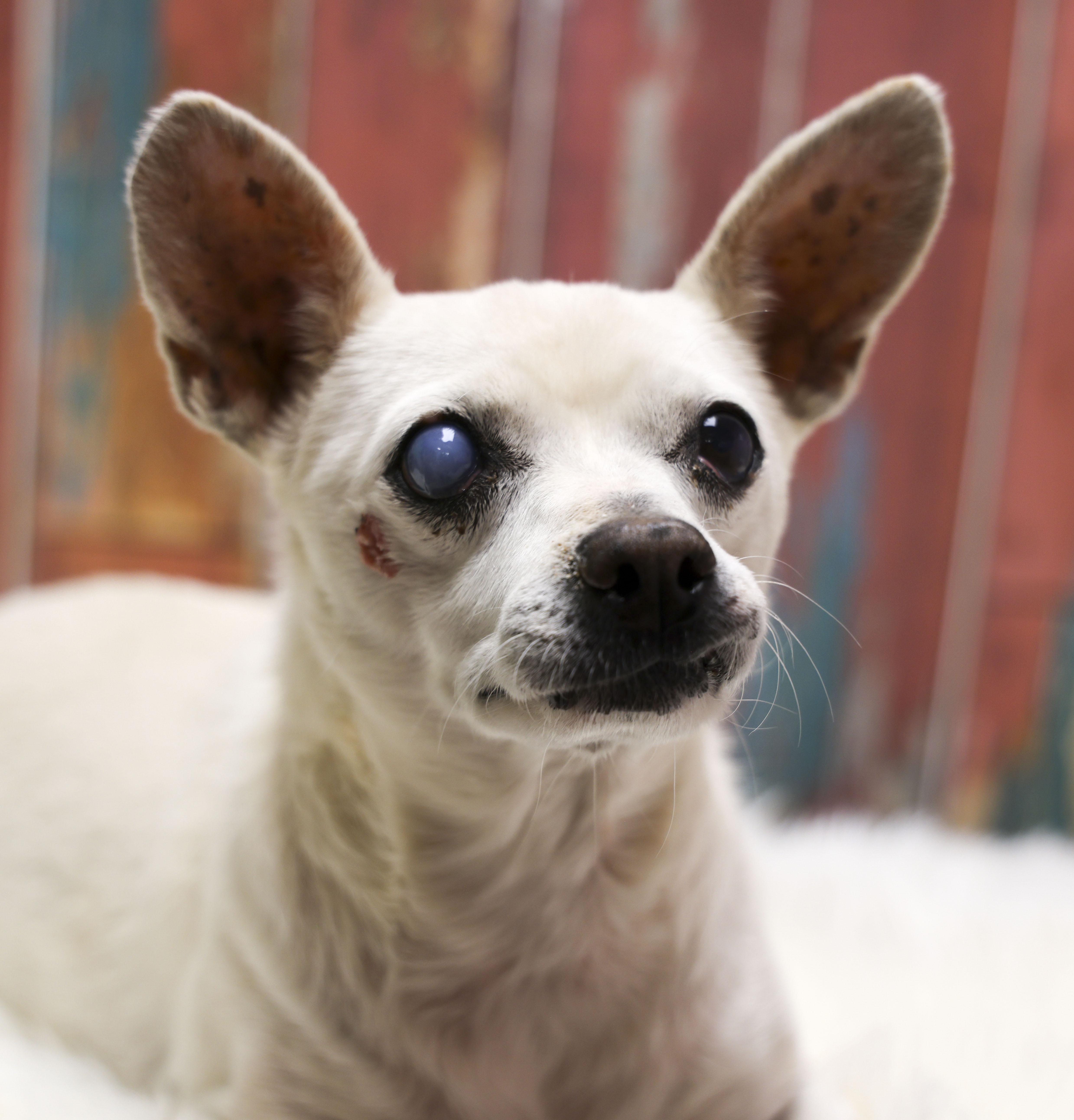 Fundraising Puppy Phoebe thumbnail 2