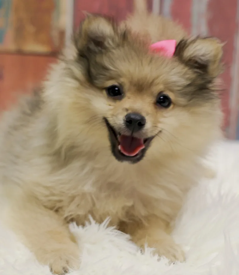A baby small-sized female Yellow / Tan / Blond / Fawn Pomeranian dog named Fundraising Puppy Phoebe for adoption in Casa Grande, AZ