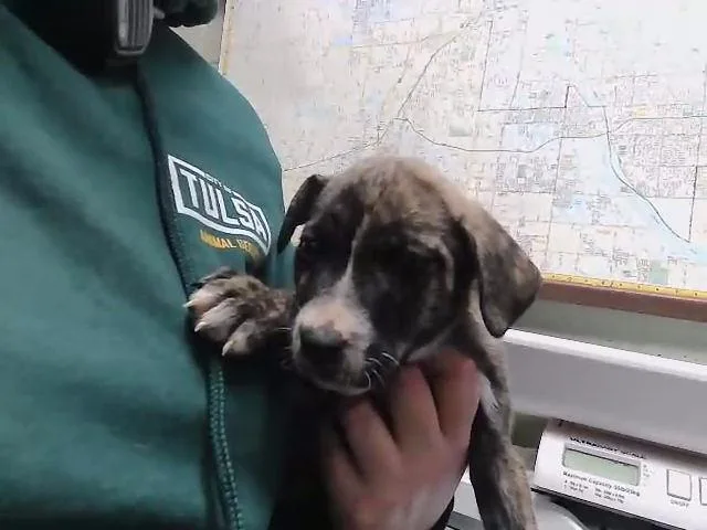 A young medium-sized male Pit Bull Terrier dog named Burbon for adoption in Tulsa, OK