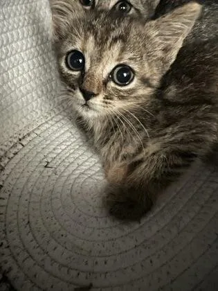 A baby small-sized female Domestic Short Hair cat named Bonnie for adoption in Daytona Beach, FL