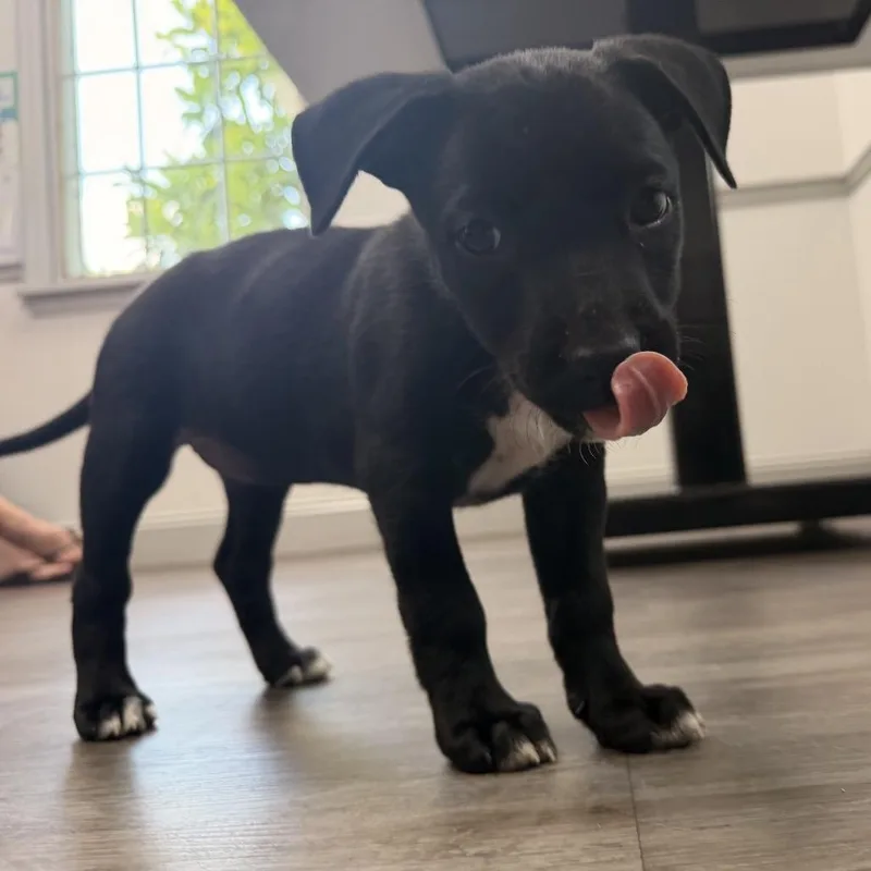 A baby small-sized male Black German Shepherd Dog dog named Willow for adoption in Aberdeen, NC