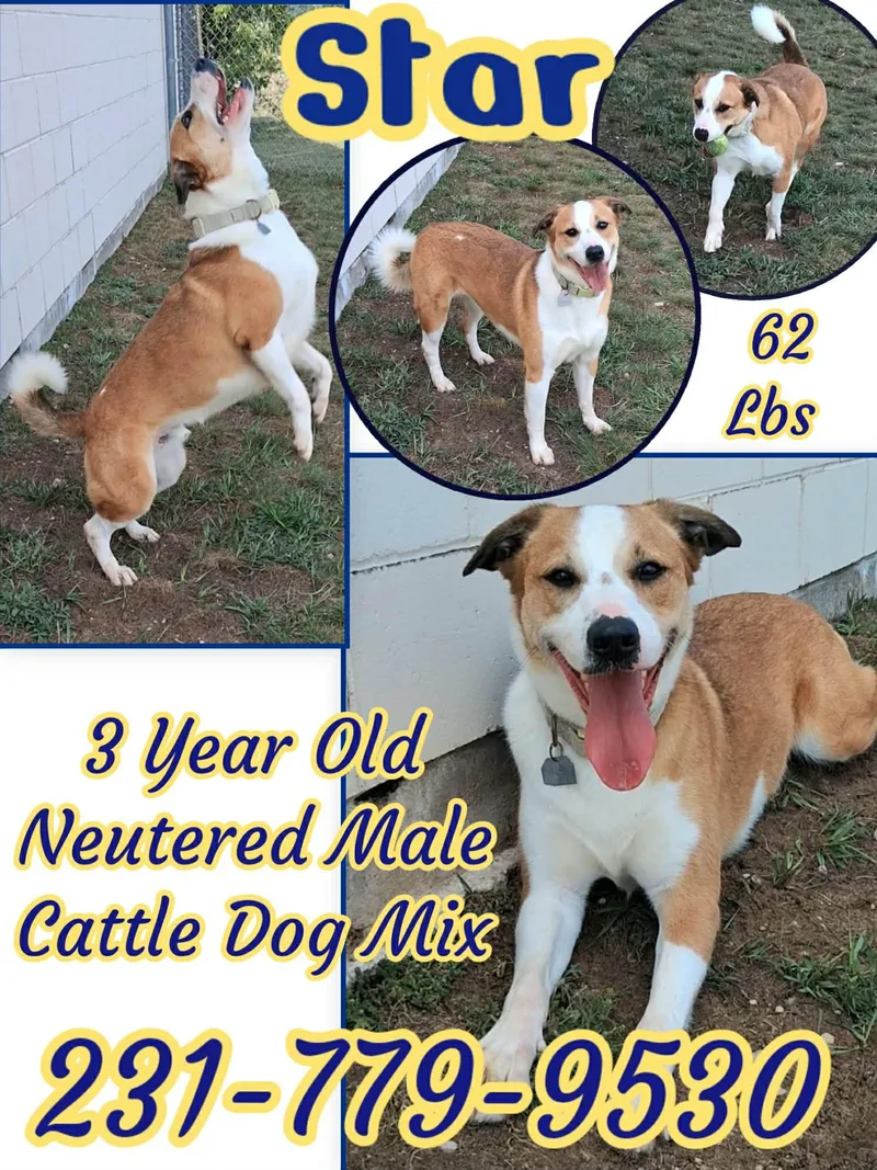 An adult large-sized male Cattle Dog dog named Star for adoption in Cadillac, MI