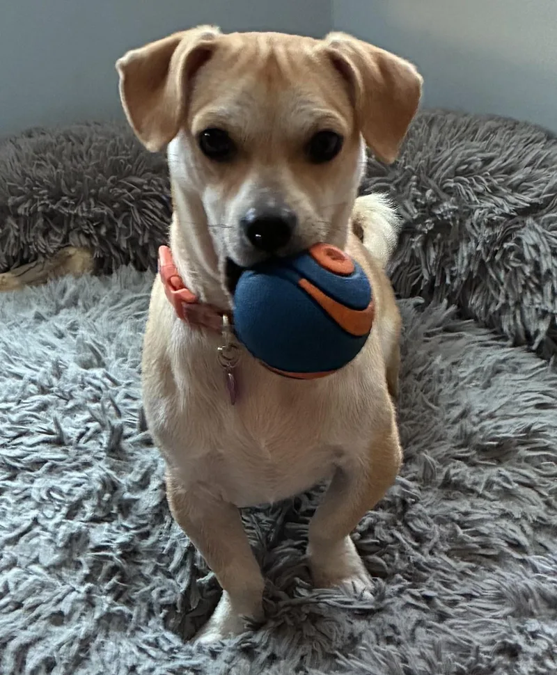 A young small-sized male Yellow / Tan / Blond / Fawn Chiweenie dog named Boomer for adoption in Bartlett, IL