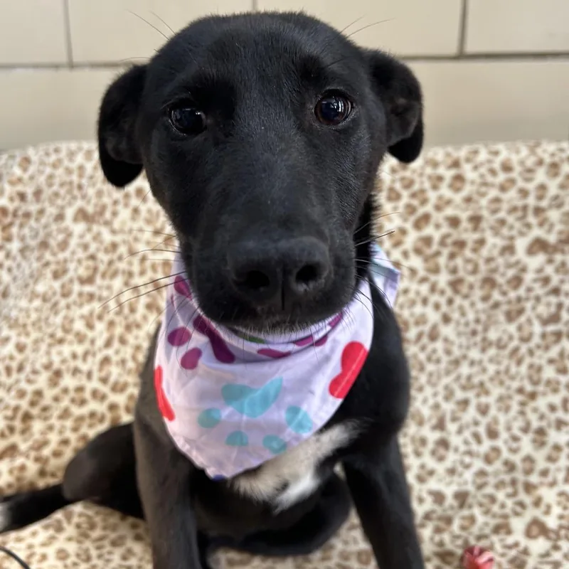 A baby small-sized female Brown / Chocolate Shepherd dog named Pineapple for adoption in West Point, MS