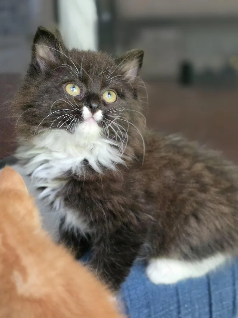 A baby medium-sized male Black & White / Tuxedo Domestic Long Hair cat named Cannoli for adoption in Beaverton, OR