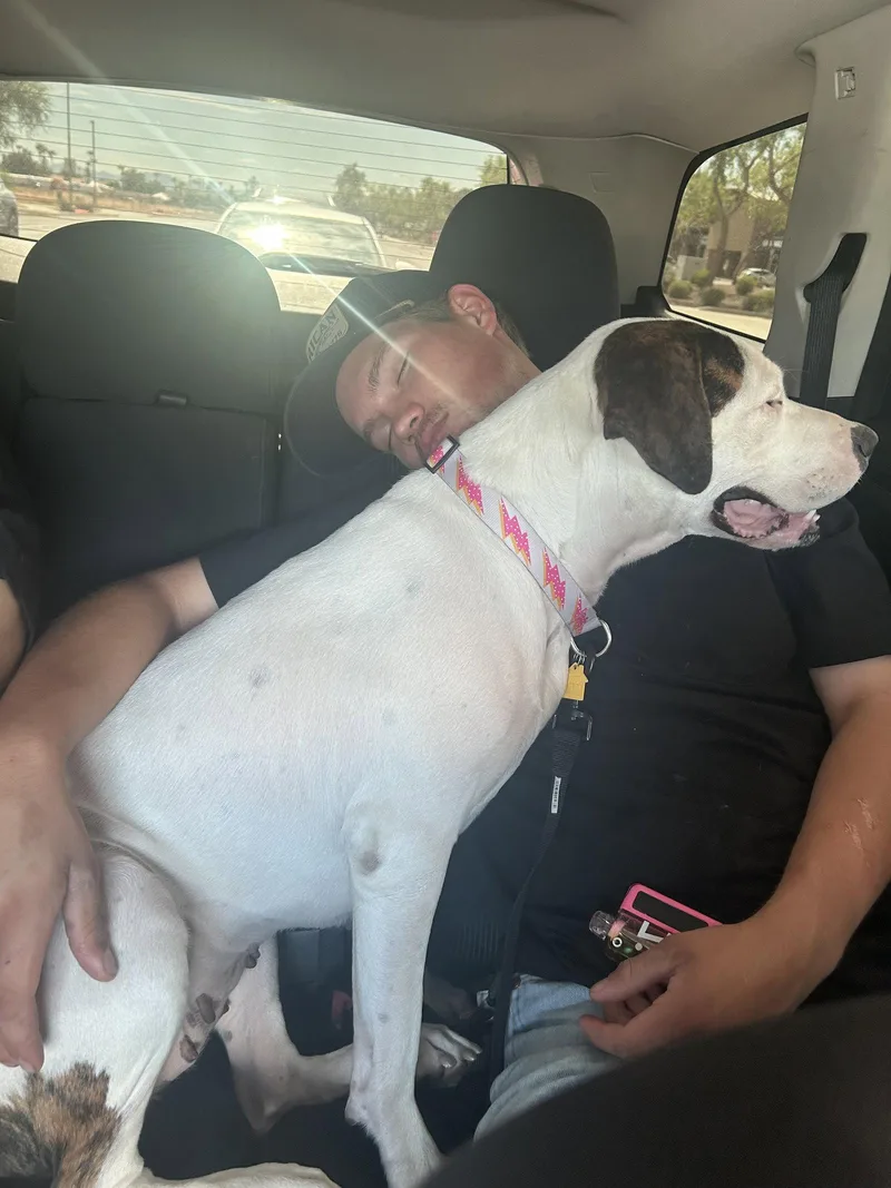 An adult large-sized female Dogo Argentino dog named Sally for adoption in Chandler, AZ